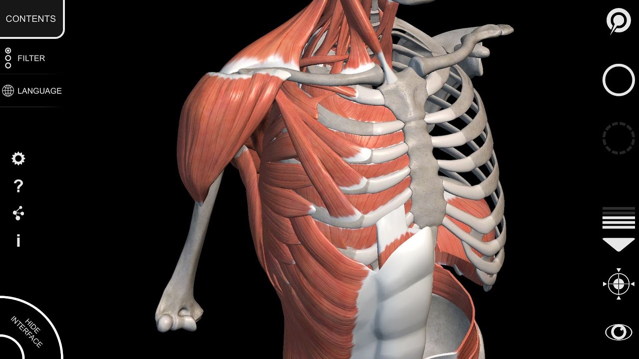 free 3d anatomy software